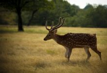 brown deer standing on green grass field during daytime