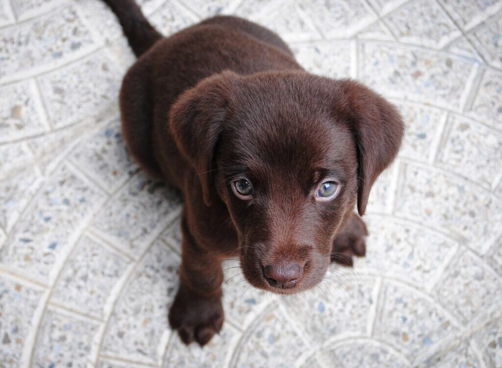 short-coated brown puppy on white floor