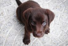 short-coated brown puppy on white floor