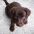 short-coated brown puppy on white floor