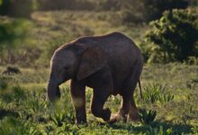 brown baby elephant walking on green grass field during daytime