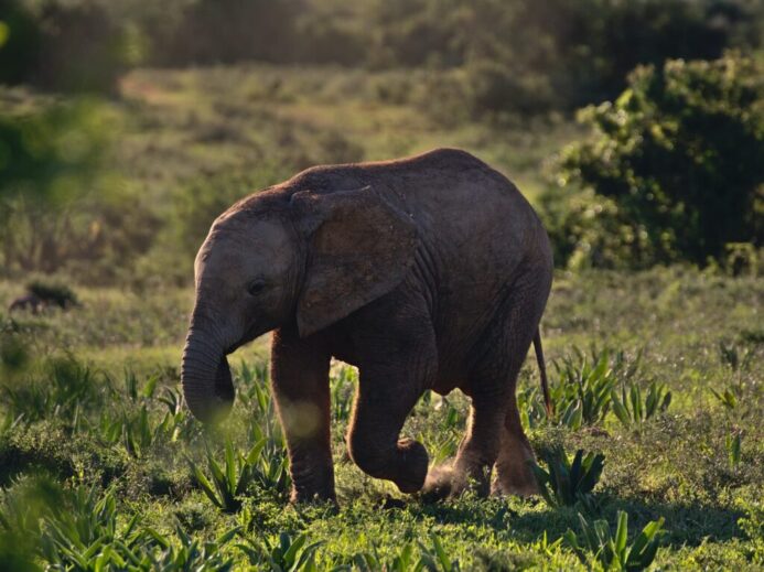 brown baby elephant walking on green grass field during daytime