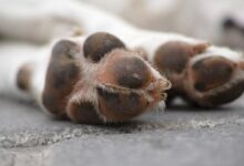 brown and white dog paw on gray concrete floor