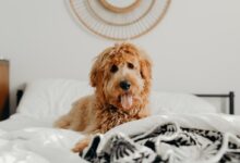 short-coated brown dog on bed