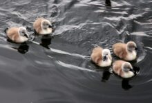 duckling on the ocean