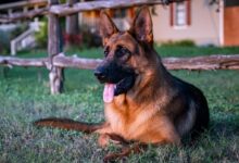 black and tan german shepherd on green grass field during daytime