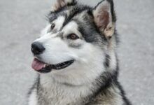 white and gray Siberian husky