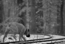 grayscale photography of dog walking on train rails