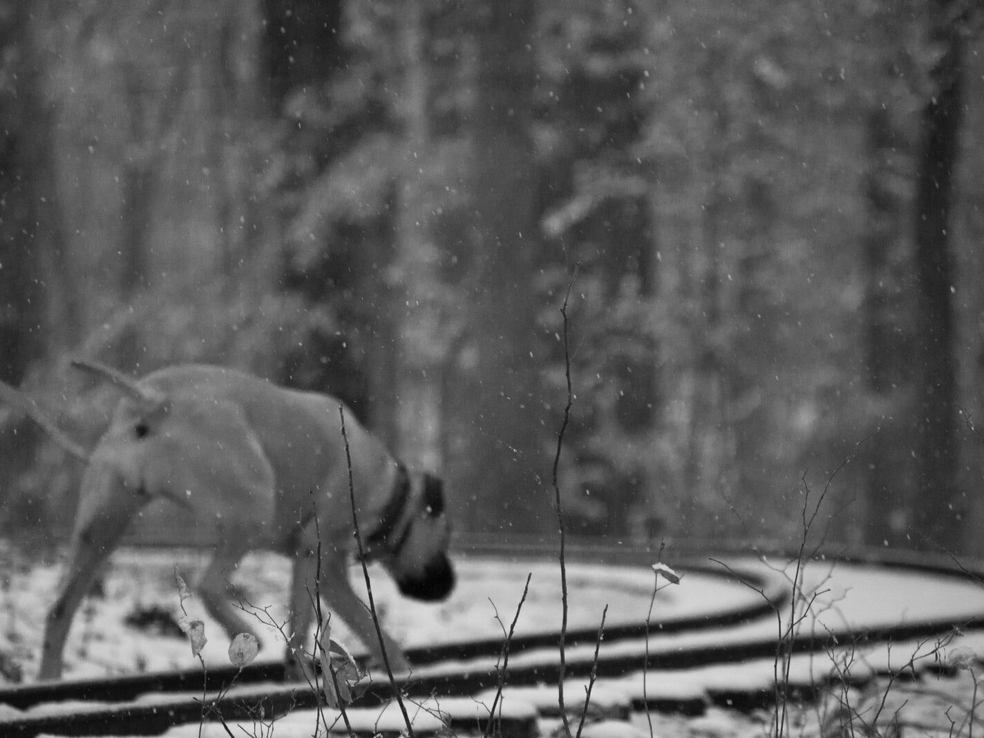 grayscale photography of dog walking on train rails