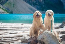 two adult golden and light golden retrievers on rock during day