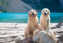 two adult golden and light golden retrievers on rock during day