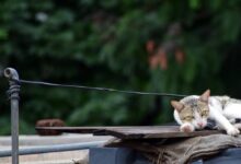 brown tabby cat on brown wooden fence during daytime