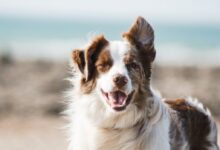 white and brown long coat large dog