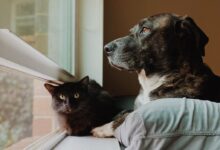 dog cat