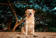golden retriever sitting on ground during daytime