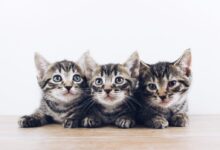 three brown tabby kitten lying on board