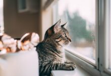 silver tabby cat on window