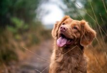 medium-coated brown dog during daytime