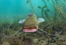 underwater photography of catfish