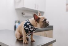 white french bulldog wearing blue and white polka dot shirt