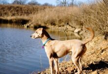 brown dog beside body of water