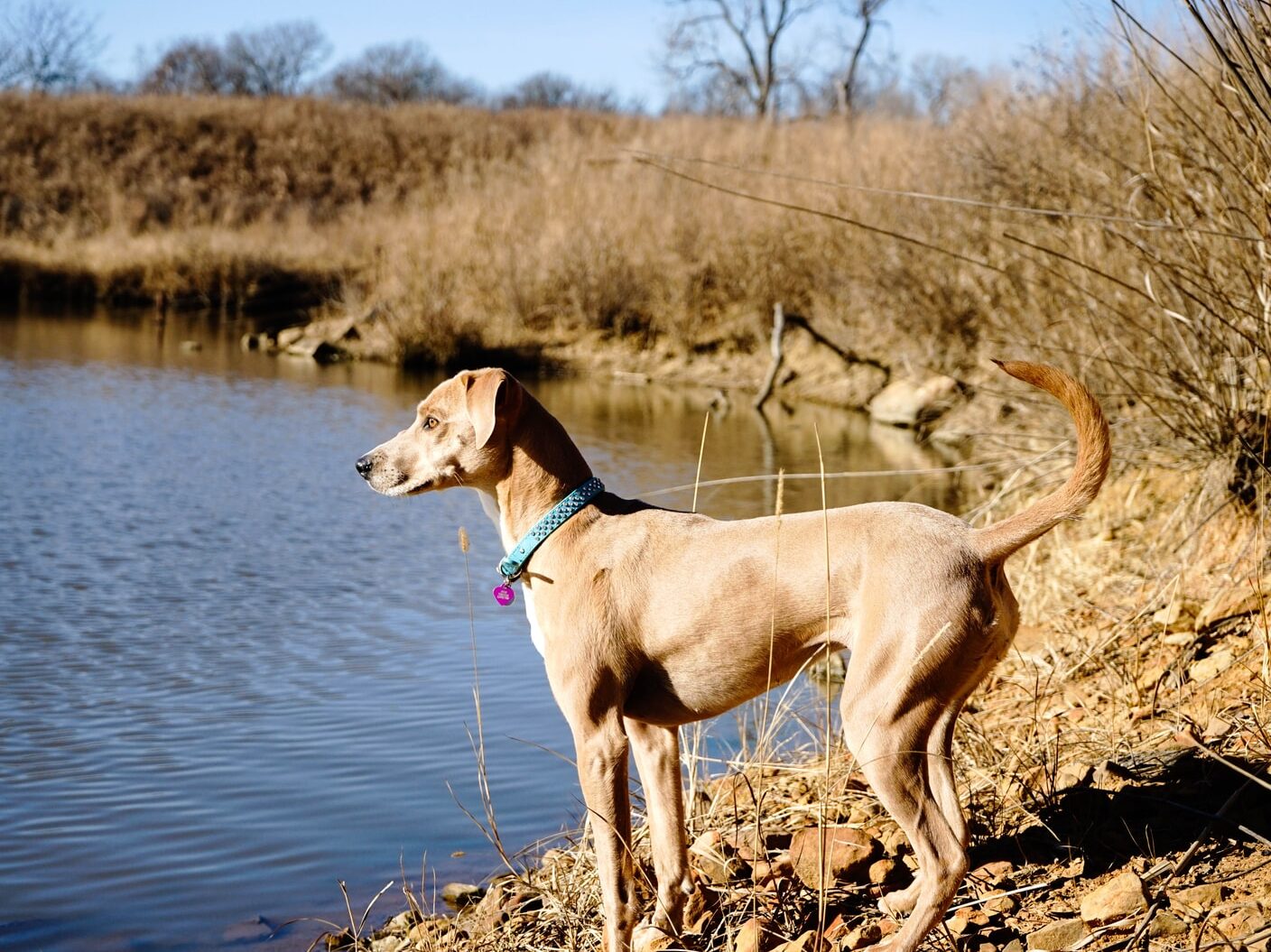 brown dog beside body of water