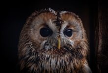 brown and white owl