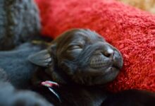 black labrador retriever puppy lying on orange textile