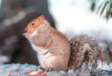 brown squirrel on gray rock during daytime