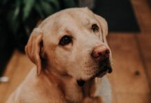 yellow labrador retriever sitting on floor
