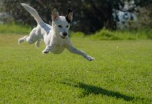 dog jumping on lawn during daytime