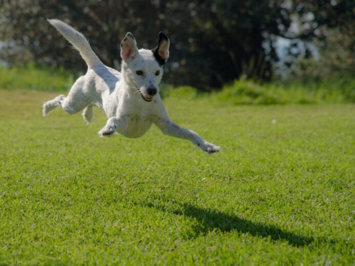 dog jumping on lawn during daytime
