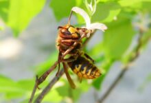 yellow and black bee perching on flower
