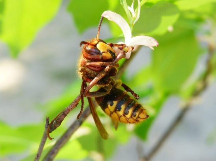 yellow and black bee perching on flower