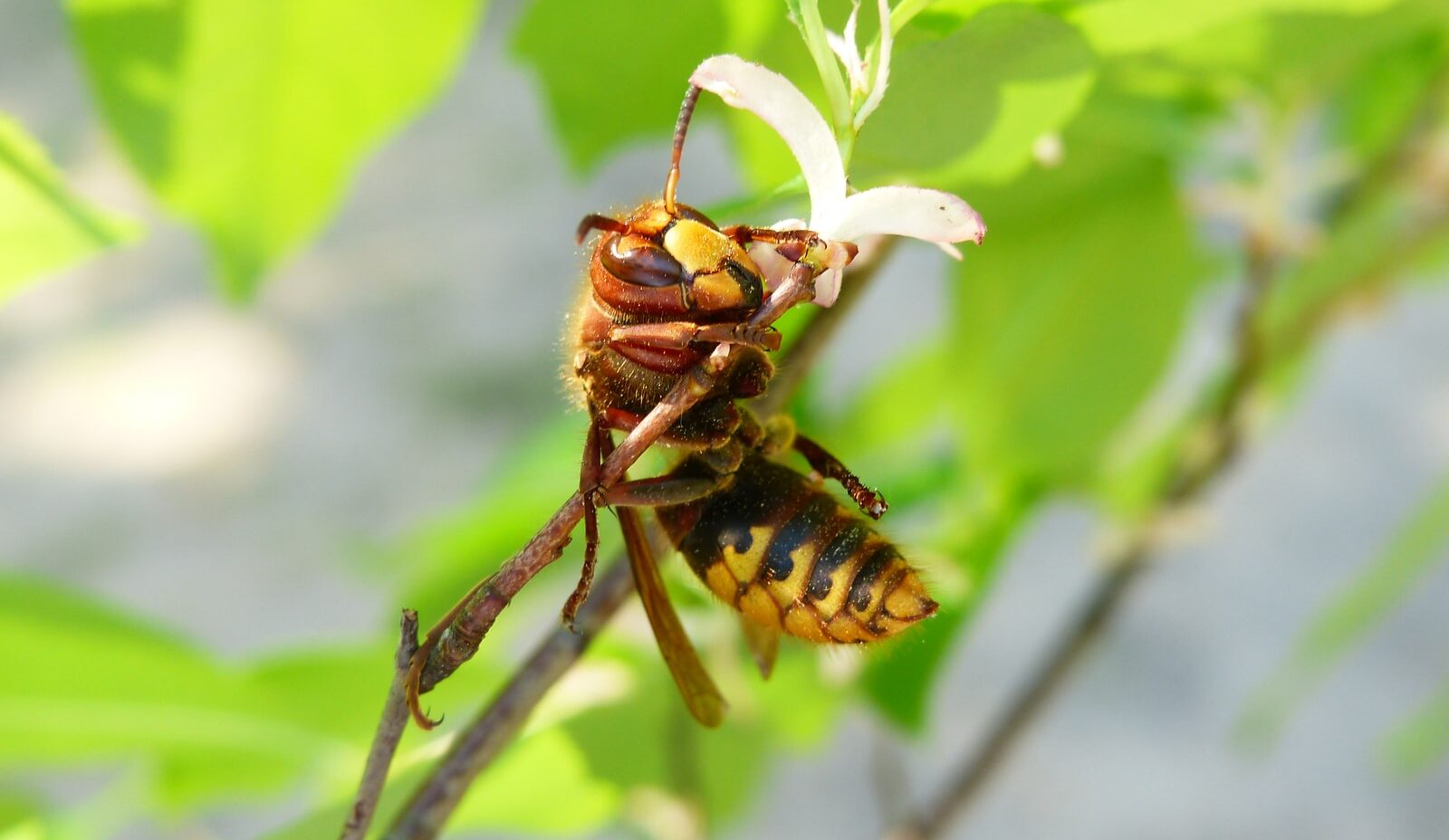 yellow and black bee perching on flower