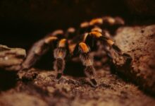 brown and black tarantula on brown soil