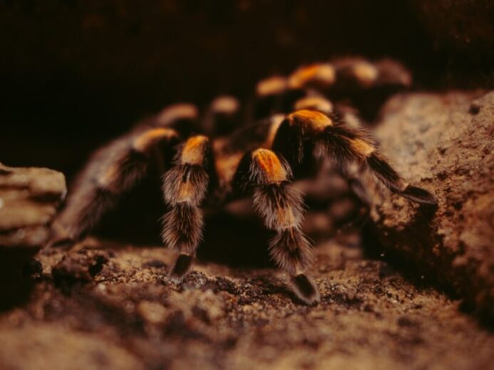 brown and black tarantula on brown soil
