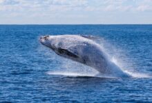 gray whale jumping on sea at daytime