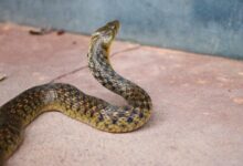 black and brown snake trying to climb