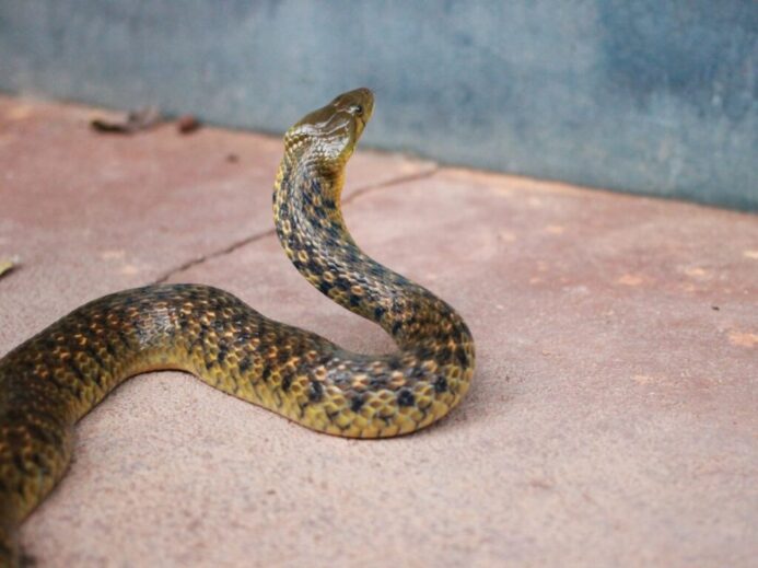 black and brown snake trying to climb