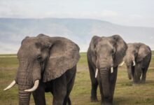 three elephants walking on grass field during day
