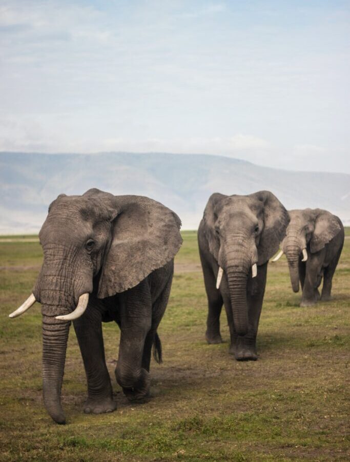 three elephants walking on grass field during day