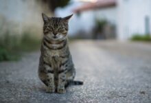 brown tabby cat on gray concrete floor
