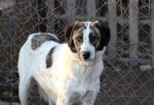 white and brown short coated dog standing on brown field during daytime