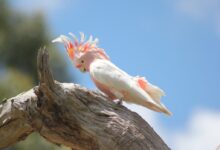 white and red bird on brown tree branch