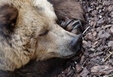 grizzly bear