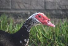 black and white duck on green grass during daytime
