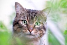 cat surrounded by leaves