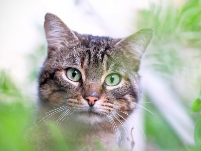 cat surrounded by leaves