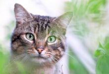 cat surrounded by leaves